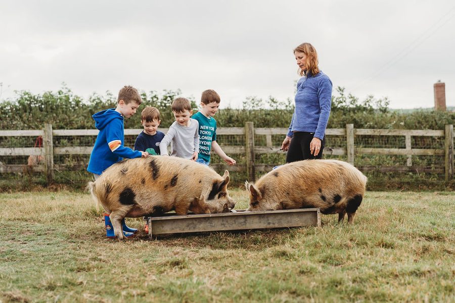 Feeding the pigs at Woodlands