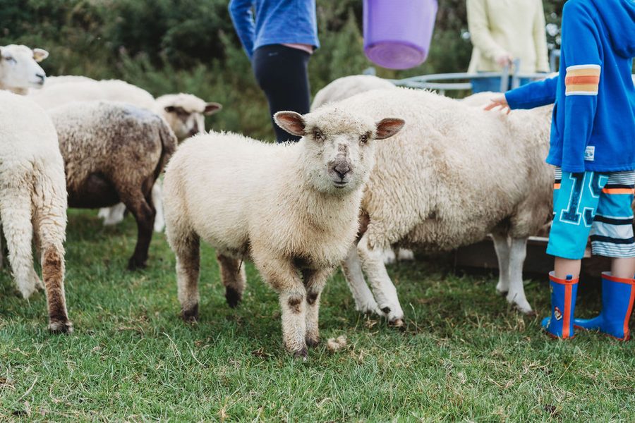 Feeding the lambs at Woodlands Manor Farm