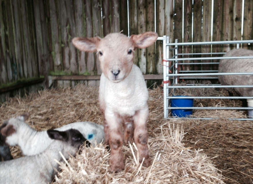 New Born Lamb at Woodlands Manor Farm in Bude