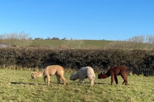 alpacas at woodlands manor farm