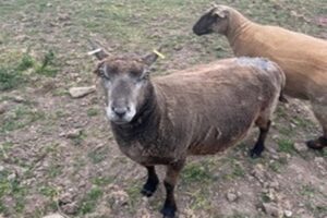 sheep at woodland manor farm bude