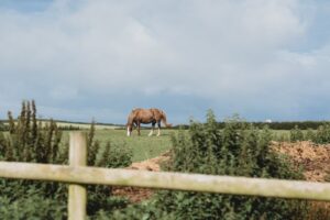 horses at woodlands manor farm